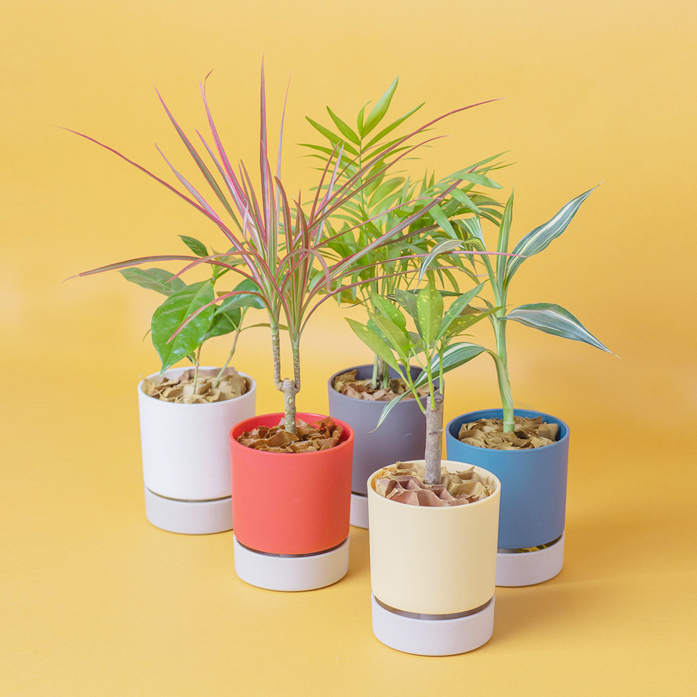 실내공기정화식물 레트로팟 Retro Pot 수경식물